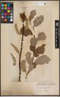 Foto von Salix caprea L.
